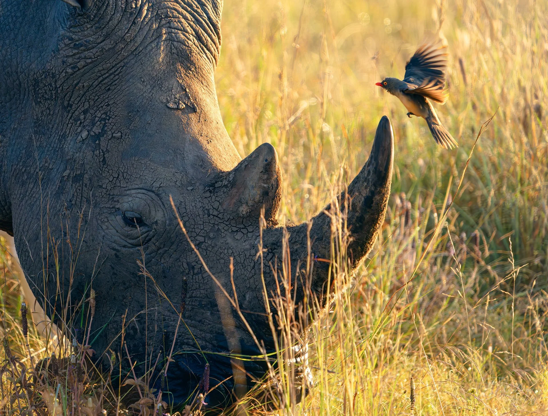 A detailed close-up of a rhino with a small oxpecker bird in flight nearby