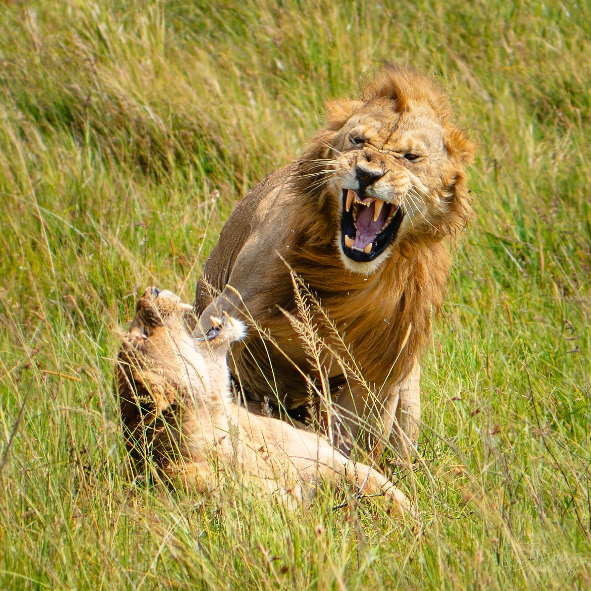 A powerful male lion caught in a dramatic roar in the African bush