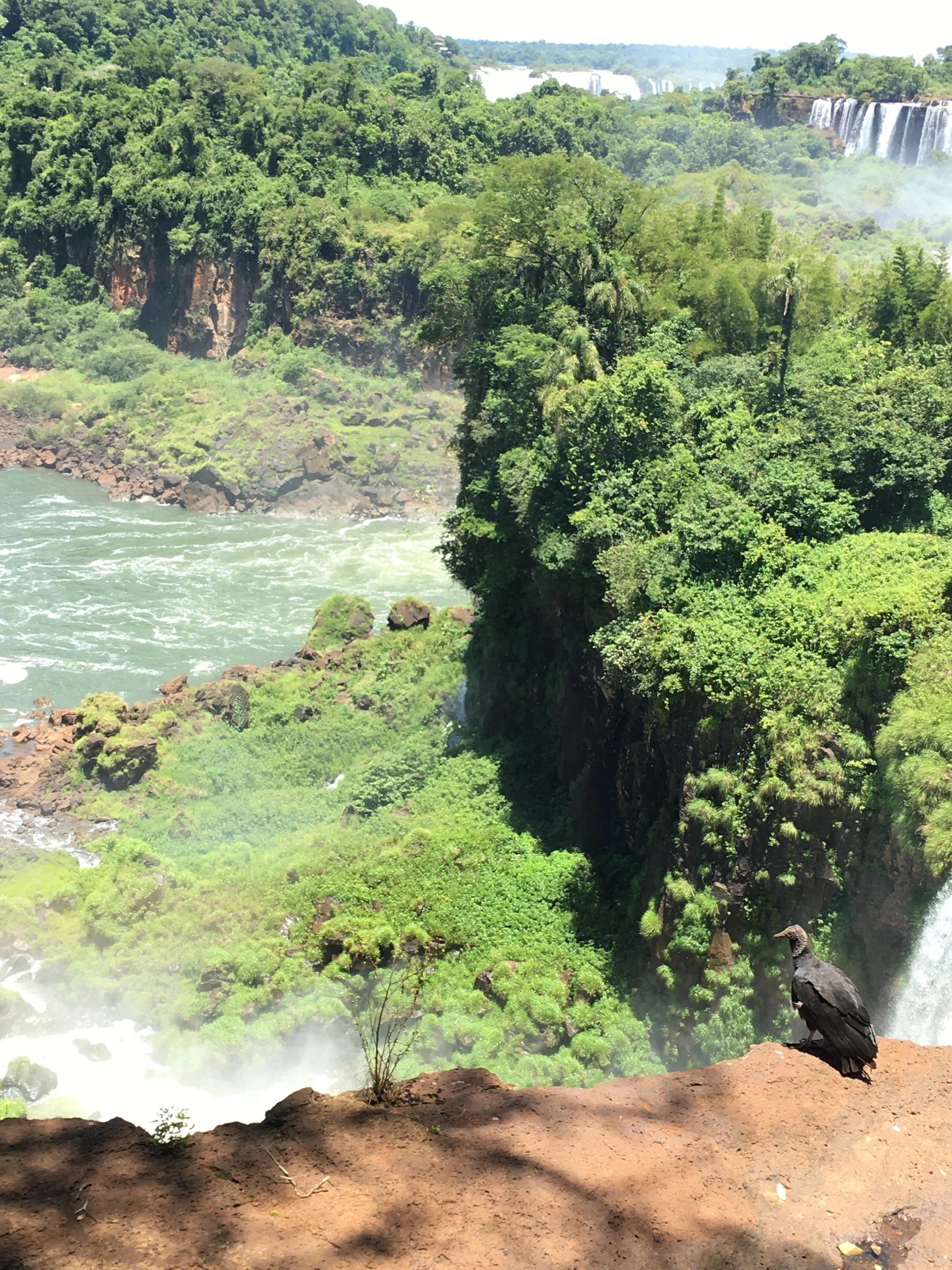 A scenic view of Iguazu Falls surrounded by lush greenery, with a bird perched on the edge of a cliff in the foreground.
