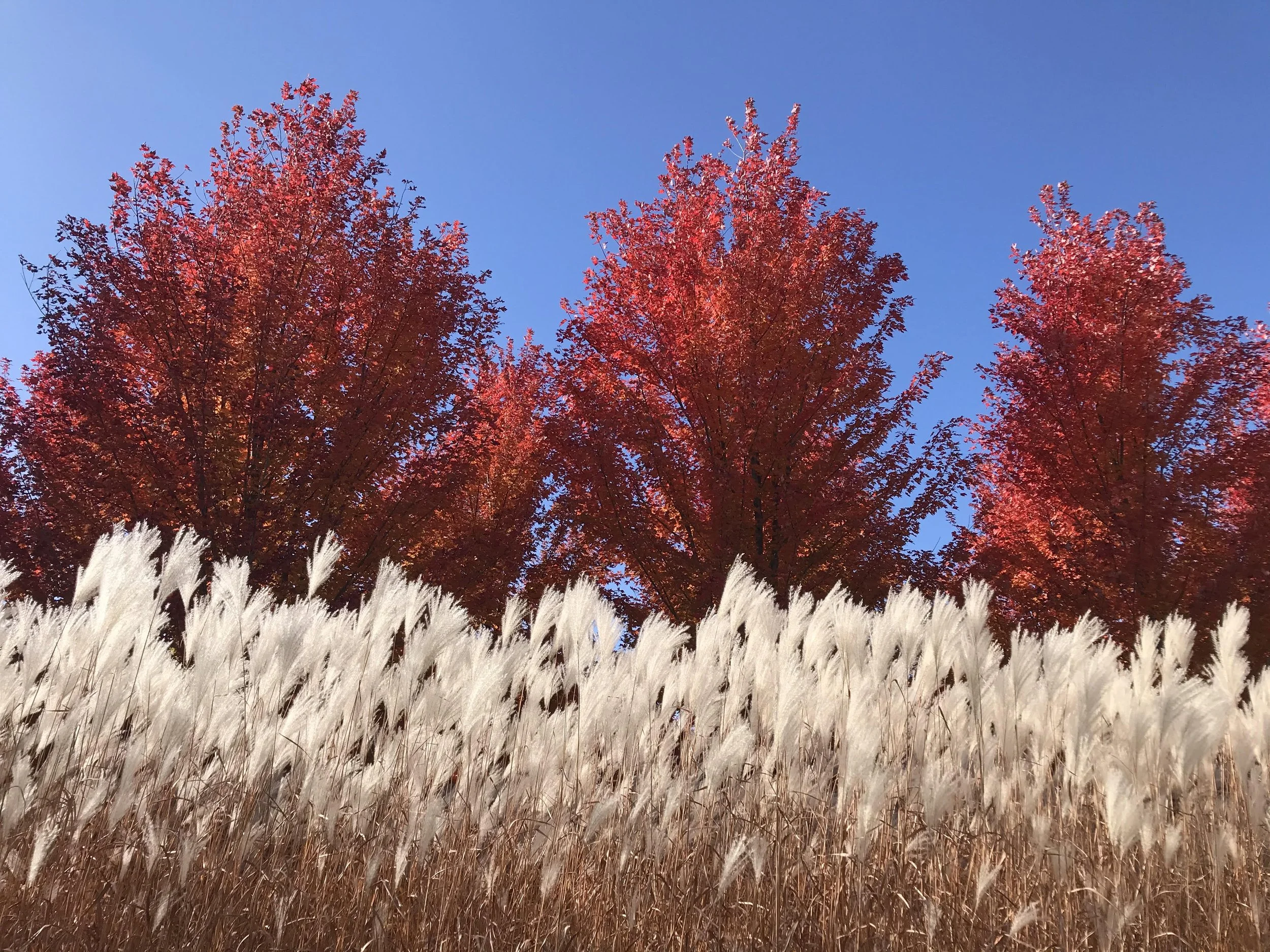 Nature’s American Flag