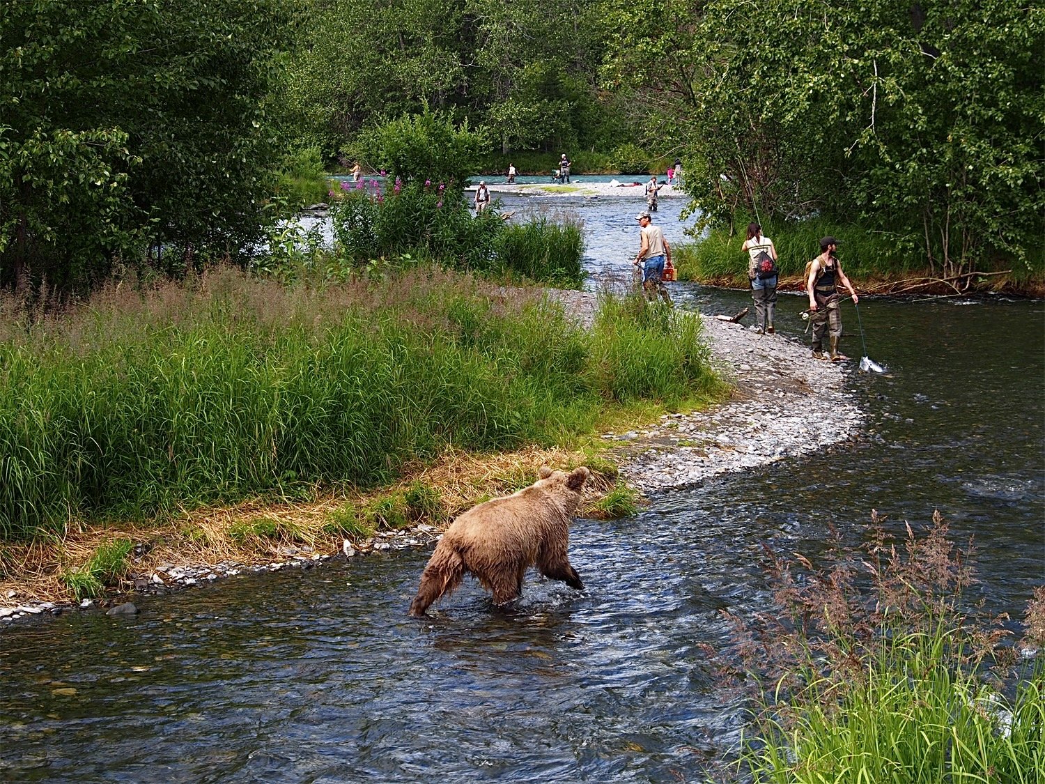 Sow Grizzly Bear, Russian River, Alaska