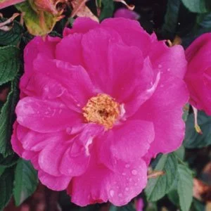 Belle Poitevine
