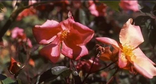 R. chinensis mutabilis