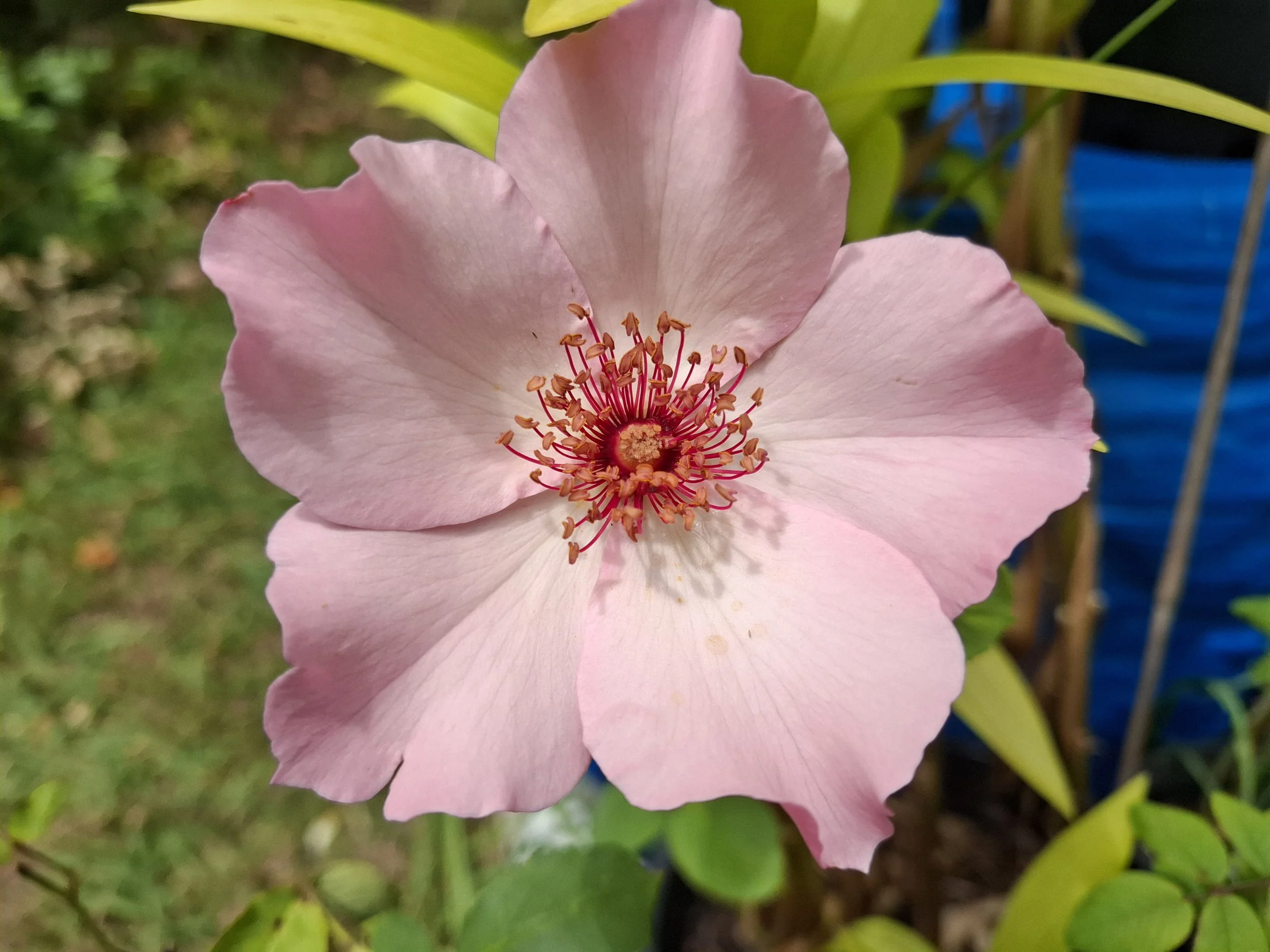 Dainty Bess