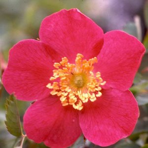 R. willmottiae