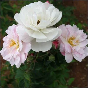 Marie Pavie
