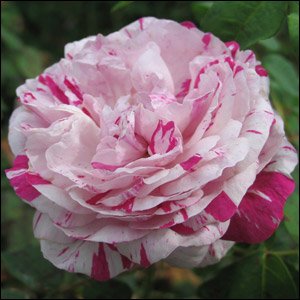 Variegata di Bologna