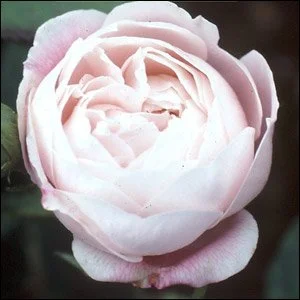 Mme. Pierre Oger