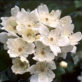 R. banksiae normalis (single white)
