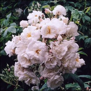 R. moschata Autumnalis