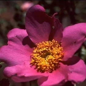 R. stellata mirifica