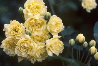 R. banksiae lutea