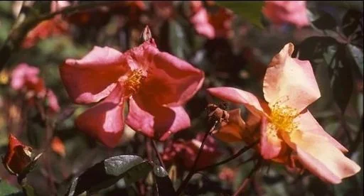 R. chinensis mutabilis