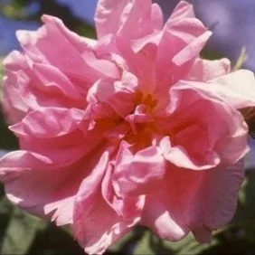 R. trigintipetala (Kazanlik)