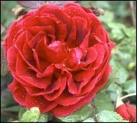 Crimson Glory