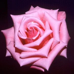 Pink Sensation
