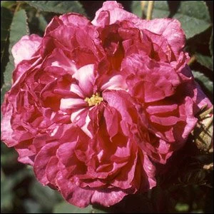 Belle de Crecy