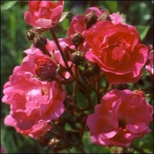 Orleans Rose