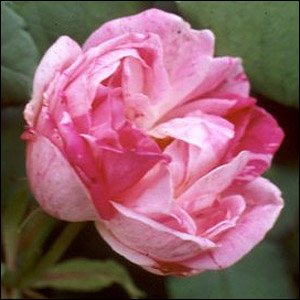 Honorine de Brabant