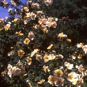 Fruhlingsgold