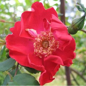 Eddie's Jewel