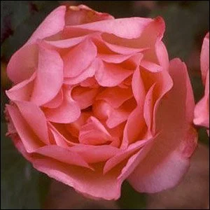 Duchess de Brabant