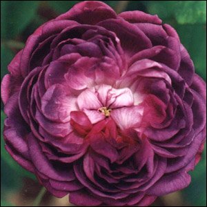 Reine des Violettes