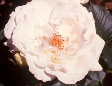 Margaret Merril