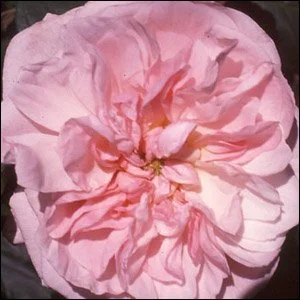 Fantin Latour