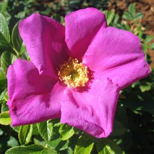 Scabrosa
