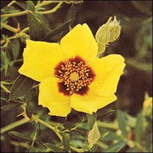 R. hulthemosa hardii