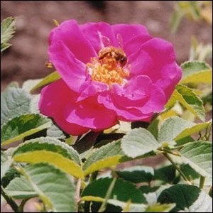 Portland Rose