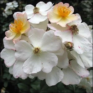 R. gentiliana