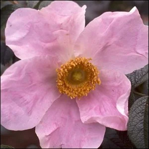 R. x micrugosa