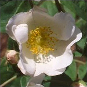 R. x dupontii