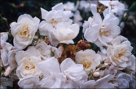 R. moschata nastarana