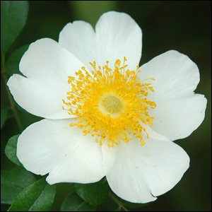 R. bracteata