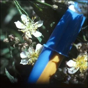R. mult. watsoniana