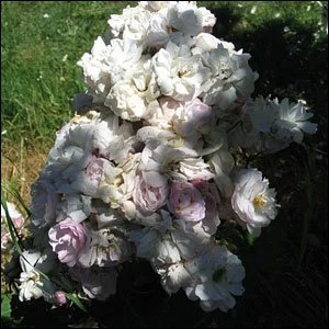 Blush Noisette