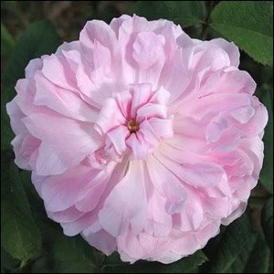Jacques Cartier