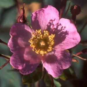 R. sweginzowii macrocarpa