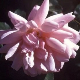 Albertine