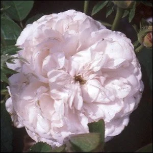 Blanchefleur