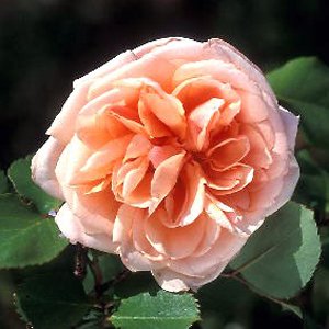 Sunlit (A. Clark)