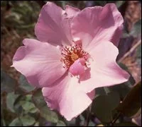 Dainty Bess