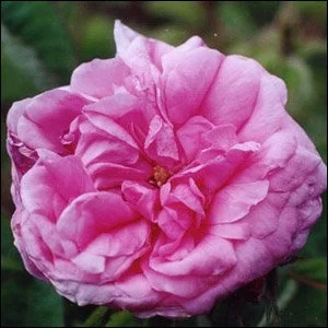 R. x centifolia