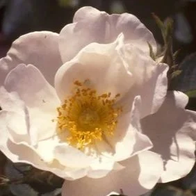 R. alba Semi-plena