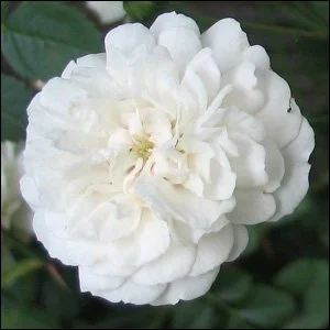 Little White Pet