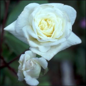 White Cecile Brunner