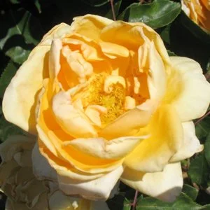 Lady Huntingfield
